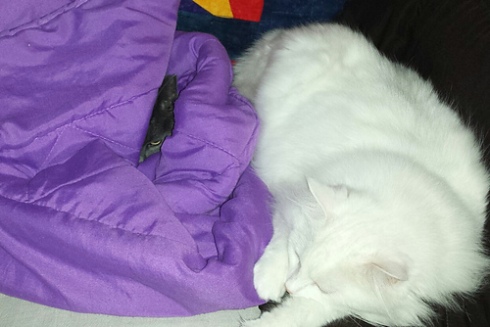 little grey cat in a purple blanket, and a big white cat